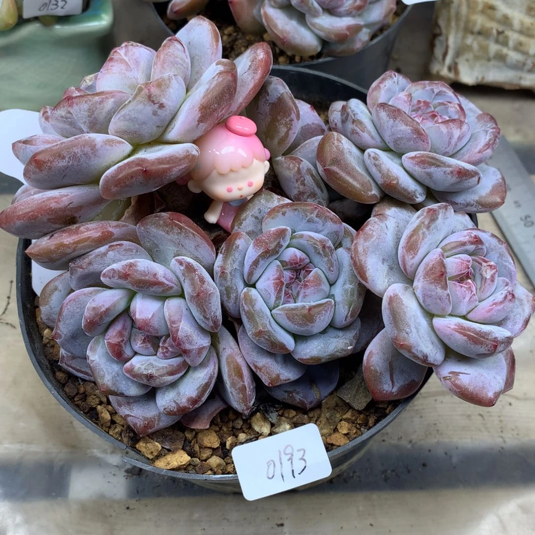 绿底紫心193/15cm6头有砍