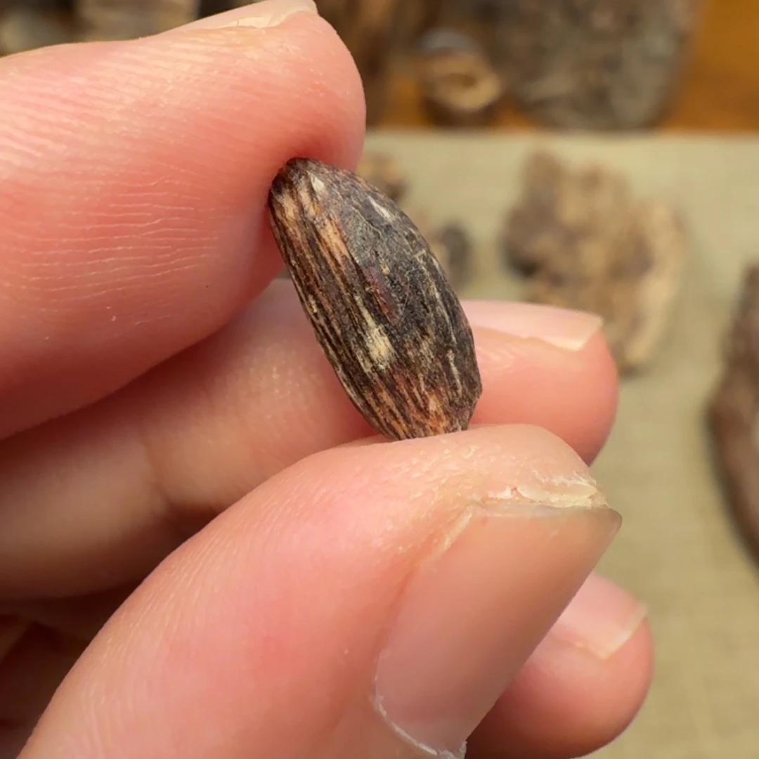 沉香香港大屿山棋韵瓜子