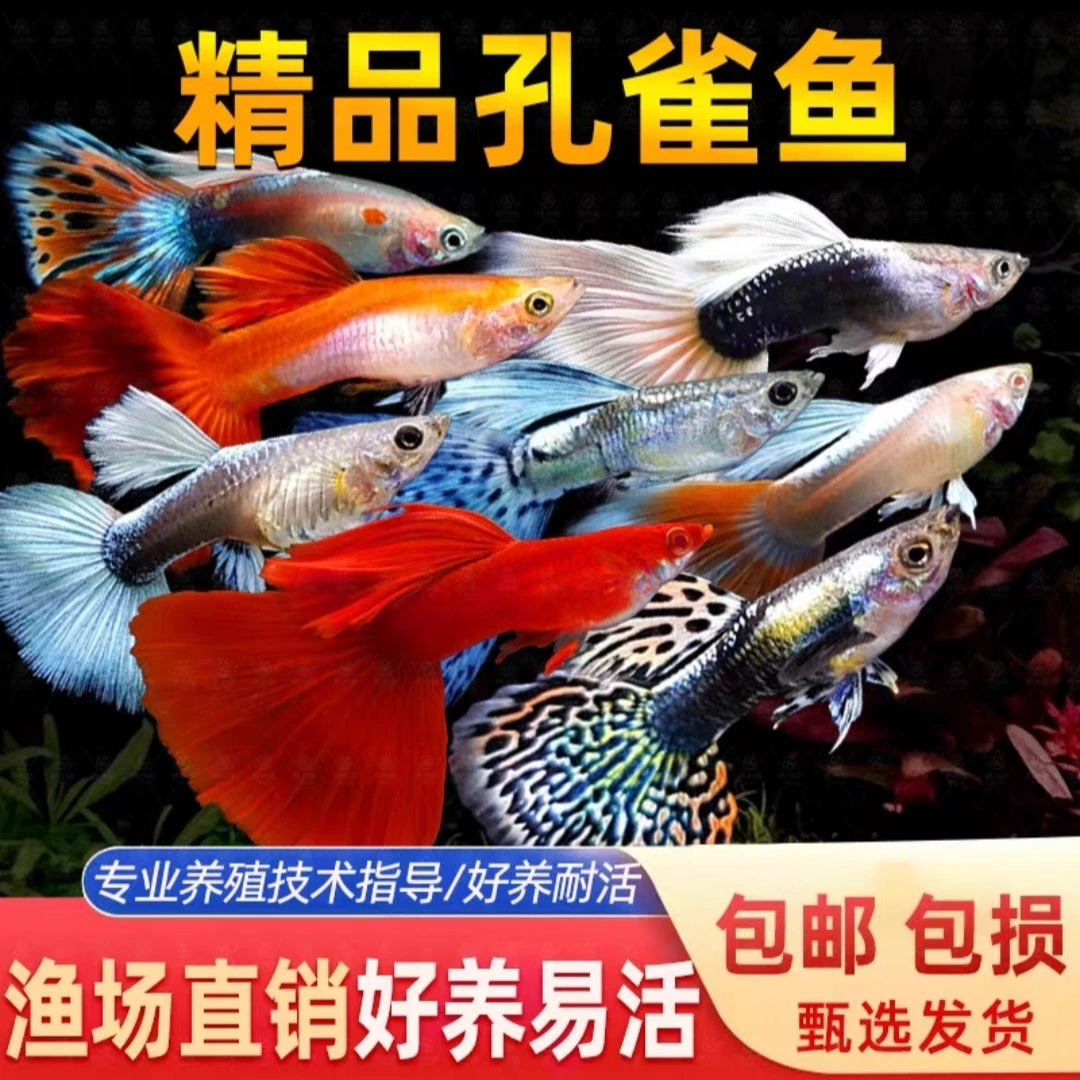 (新手10条五颜六色搭配)能繁殖纯种孔雀鱼2~4cm小型淡水观赏鱼