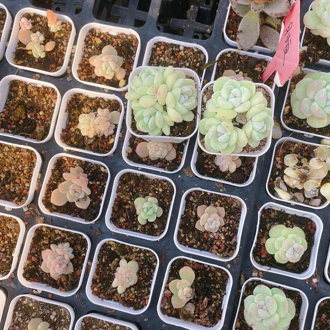 C*2两个冰玉盆一个满25包邮