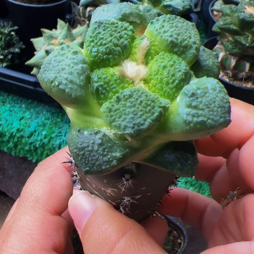 无花朵福利连山牡丹670