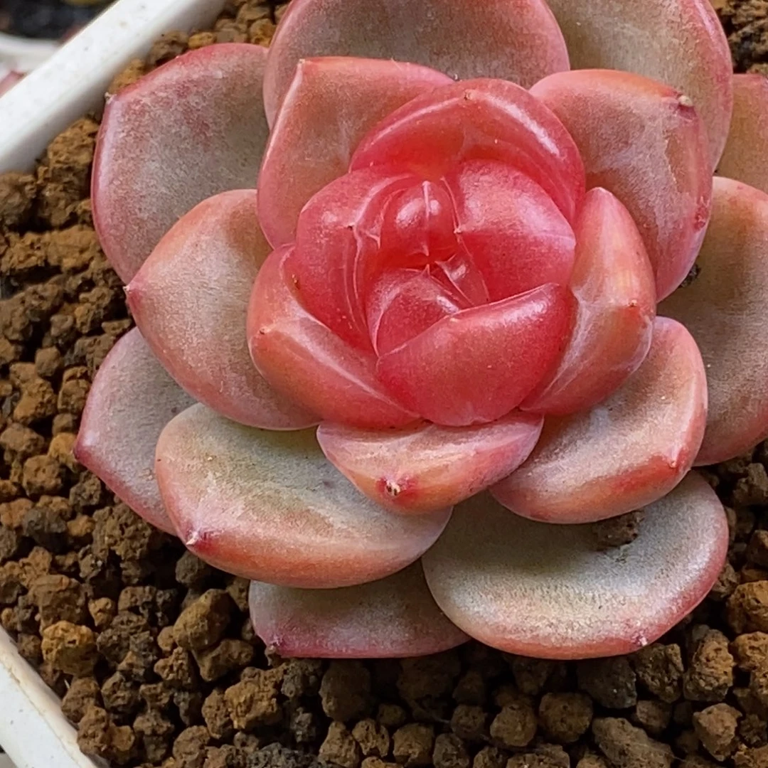 天官赐福百无禁忌