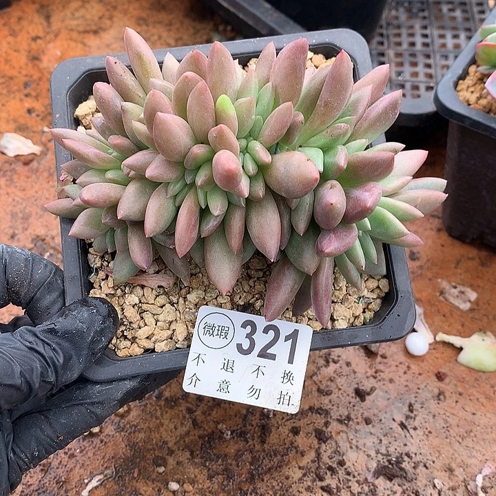 桃花源缀化 默认土里有侧切