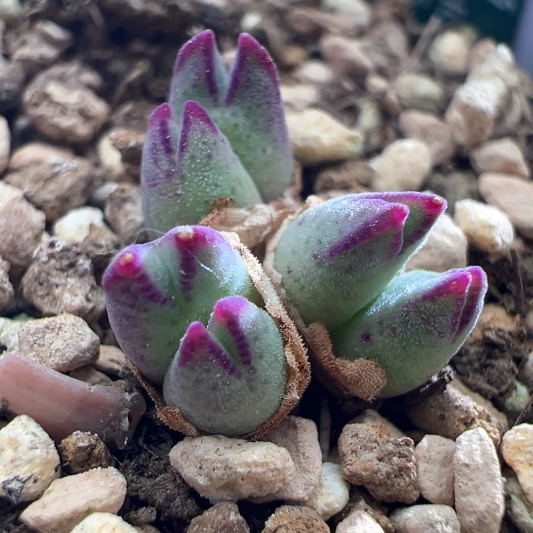 【柏实花园】985烟熏猪蹄多肉植物阳台办公室懒人园艺基地直发