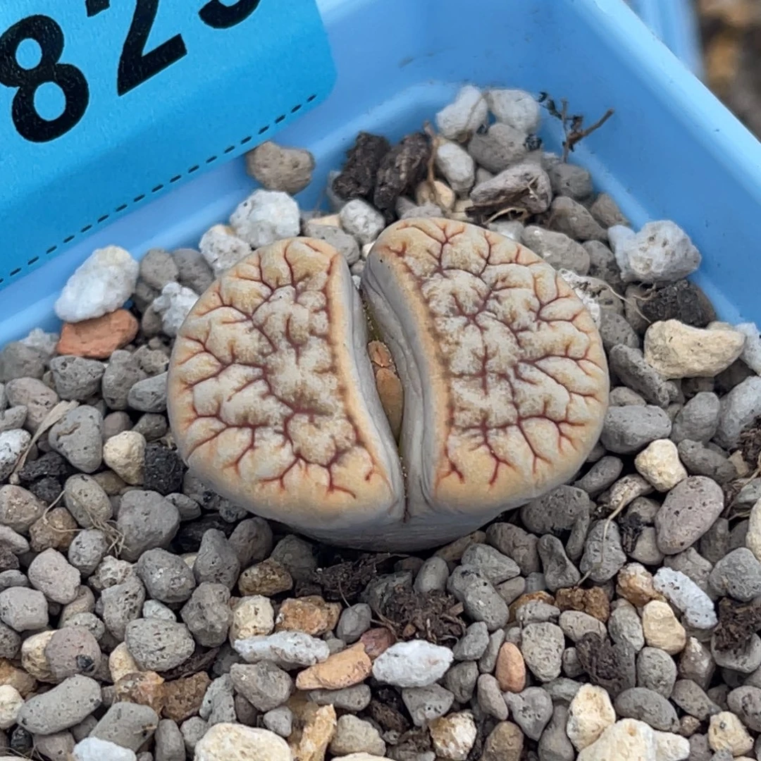 7823凹凸铁189一颗
