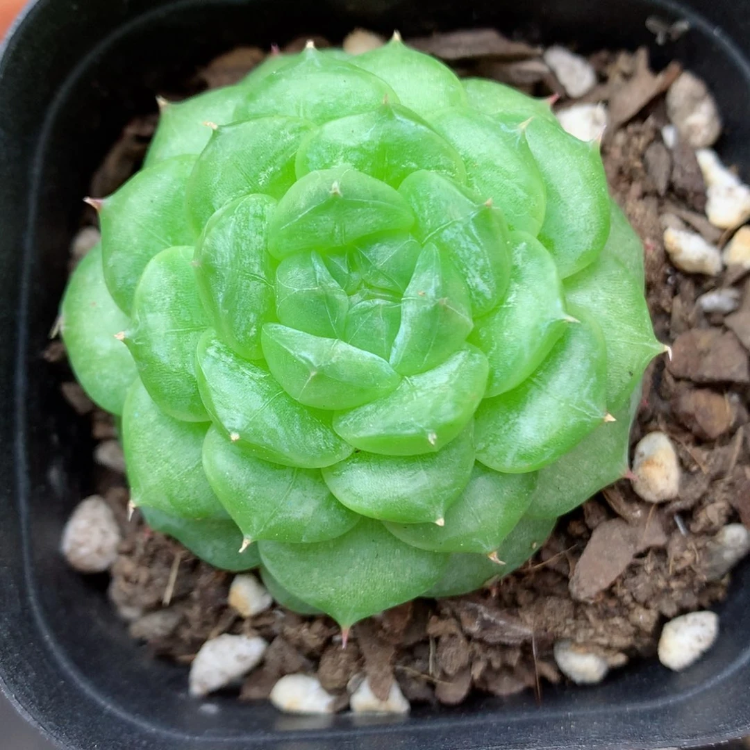 58包邮  群生不包整15