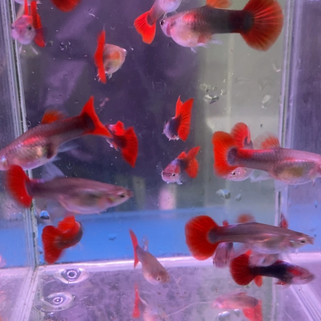 孔雀鱼特价款扇子15送5备损（共发20条）