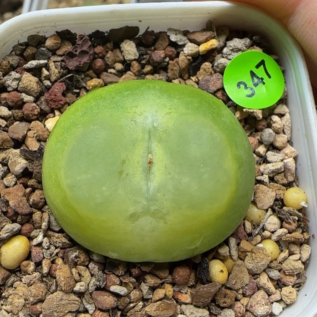拉登3.2多肉植物347
