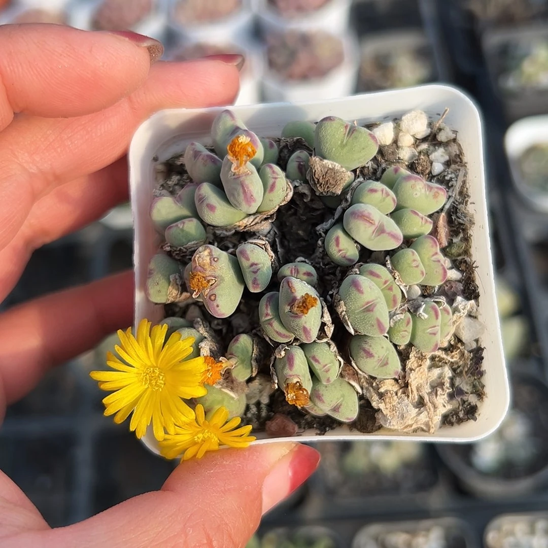 多肉植物口迪开花