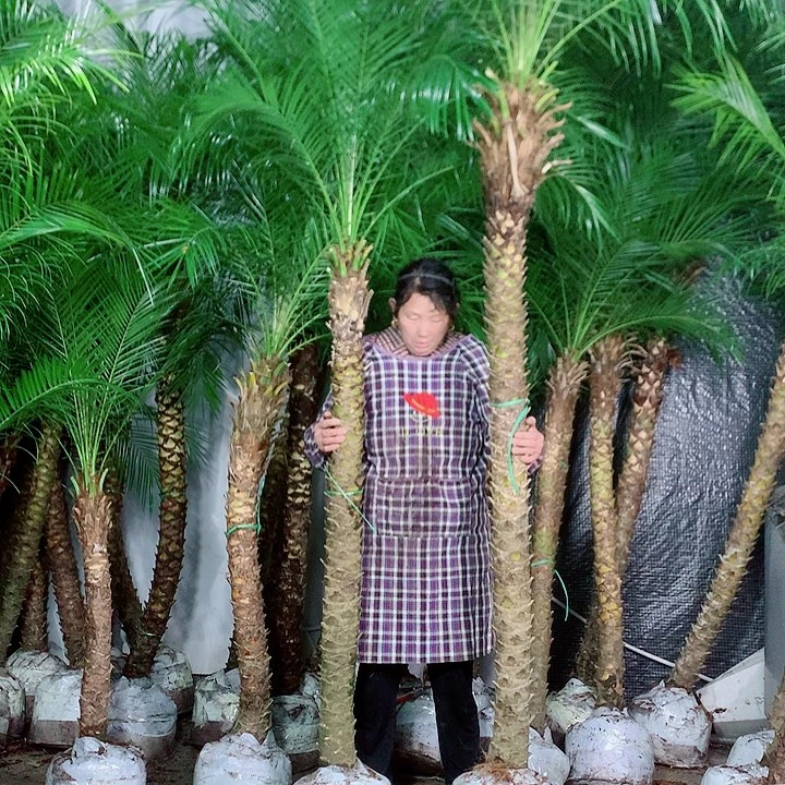 行***计无花朵1111111111