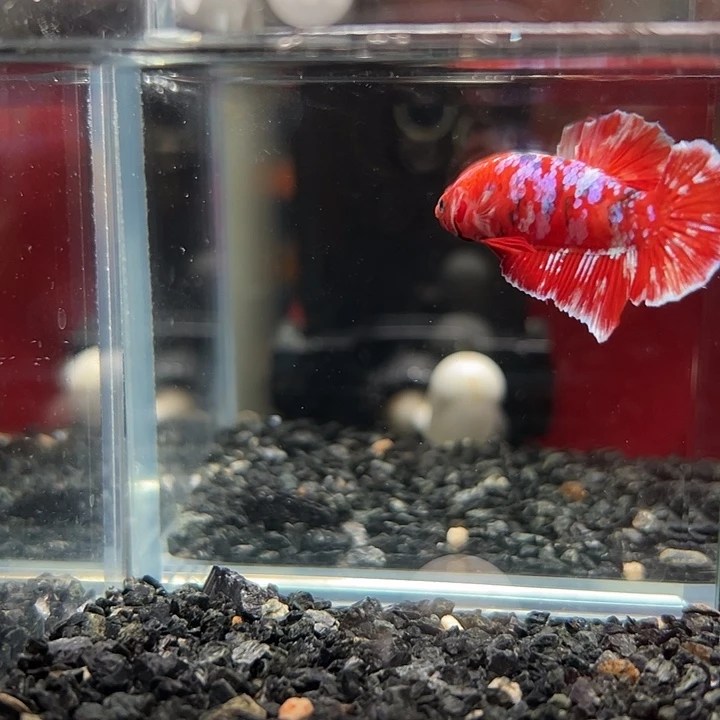 斗鱼跑单拉黑3日136