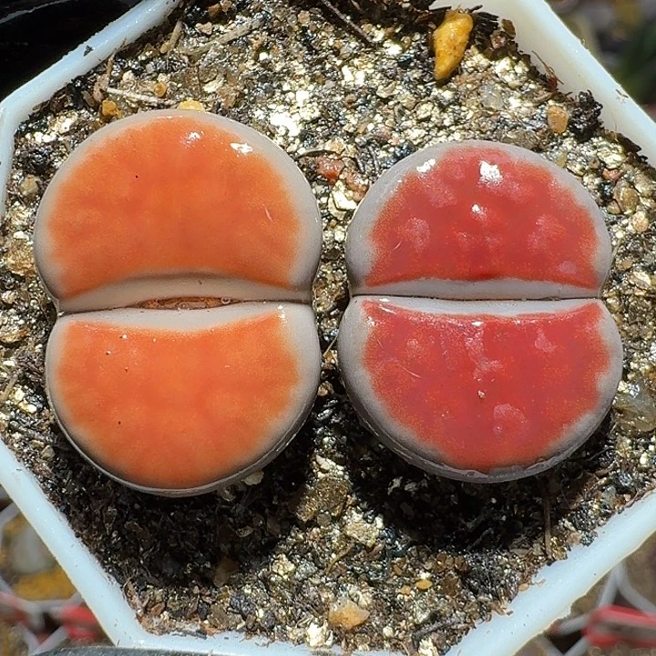 生石花122222。  270