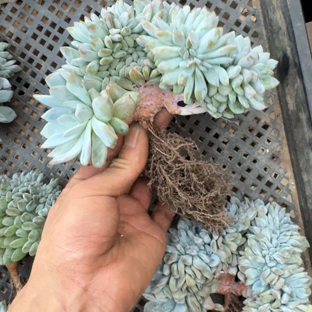 星影树缀无砍多肉