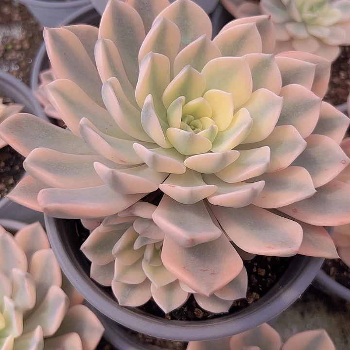 红粉佳人锦多肉1111