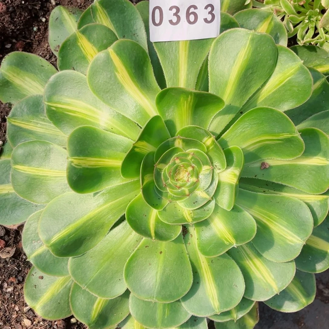 爆君多肉发货发货