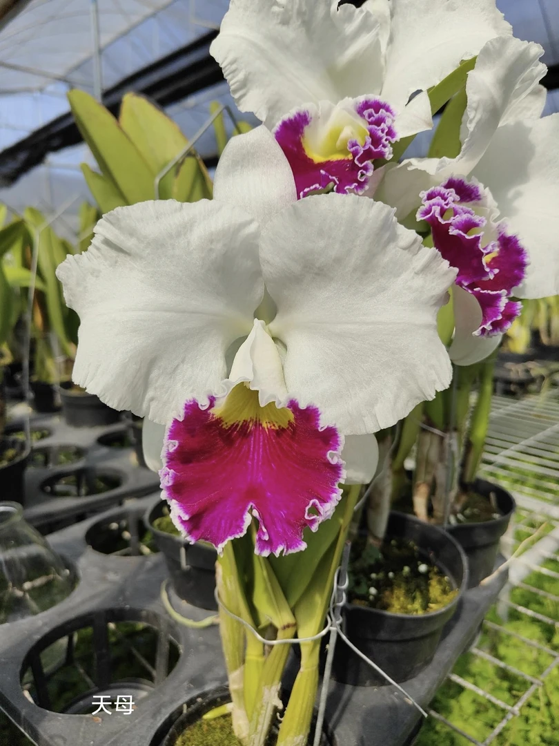 天母卡特兰花卉盆栽