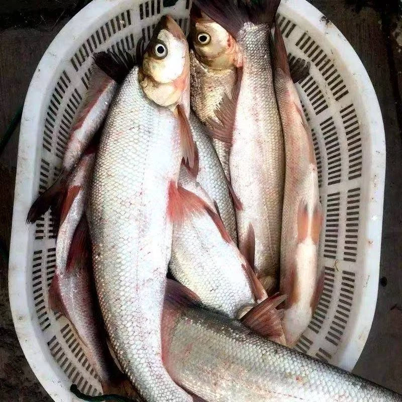 6斤/条白鱼东北冷水鱼淡水鱼