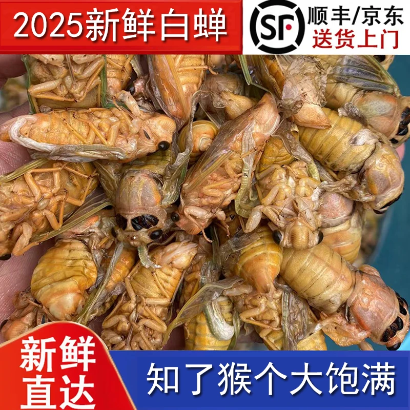 白蝉新鲜脱壳知了猴蝉蛹银蝉活体速冻嫩金蝉爬蚱结了龟顺丰包邮