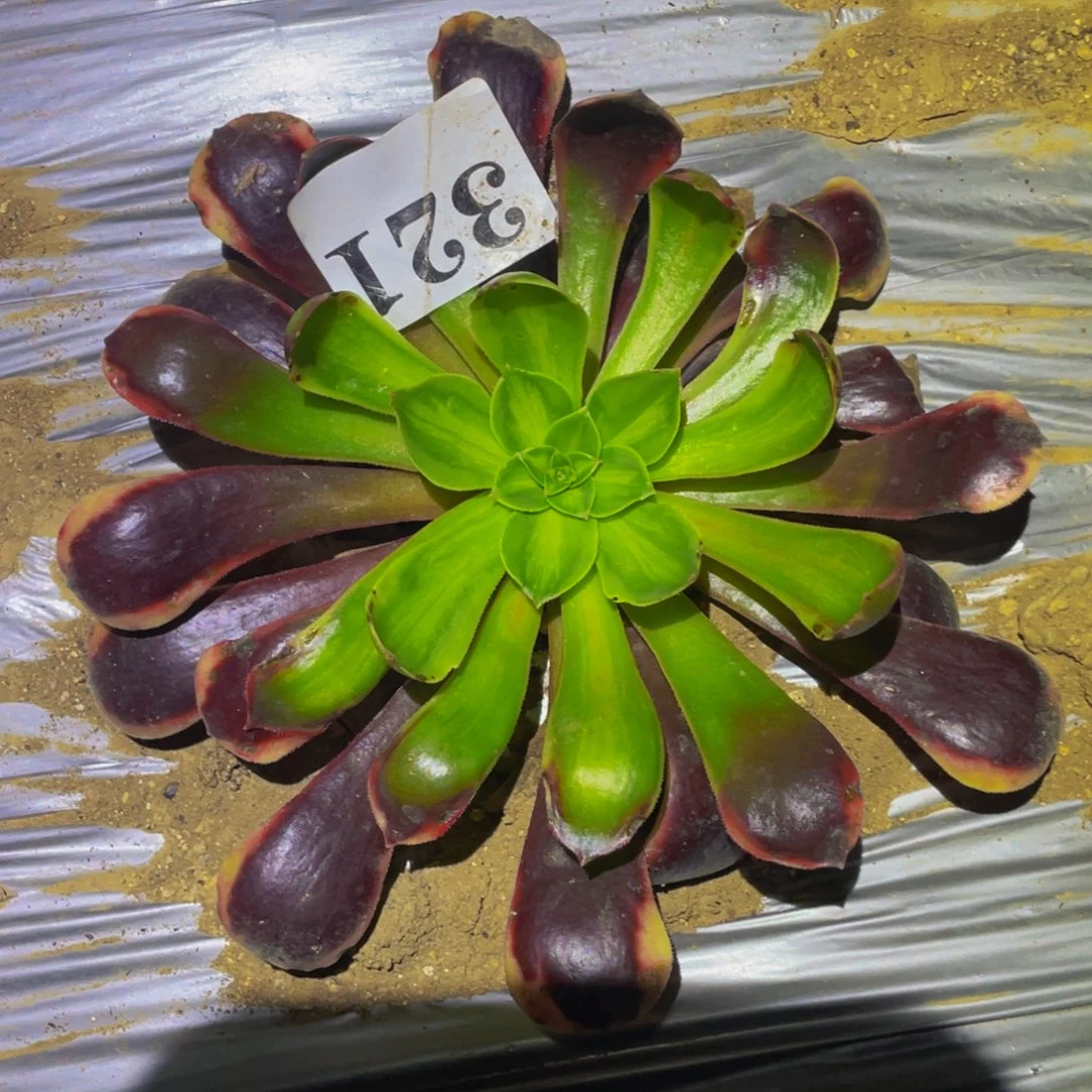 欧佳丽七彩多肉植物321