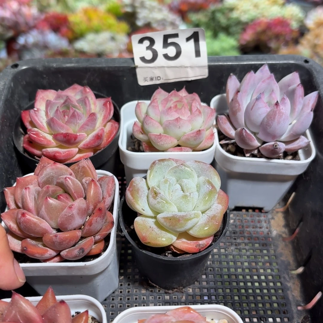 多肉带盆发货5颗一组351