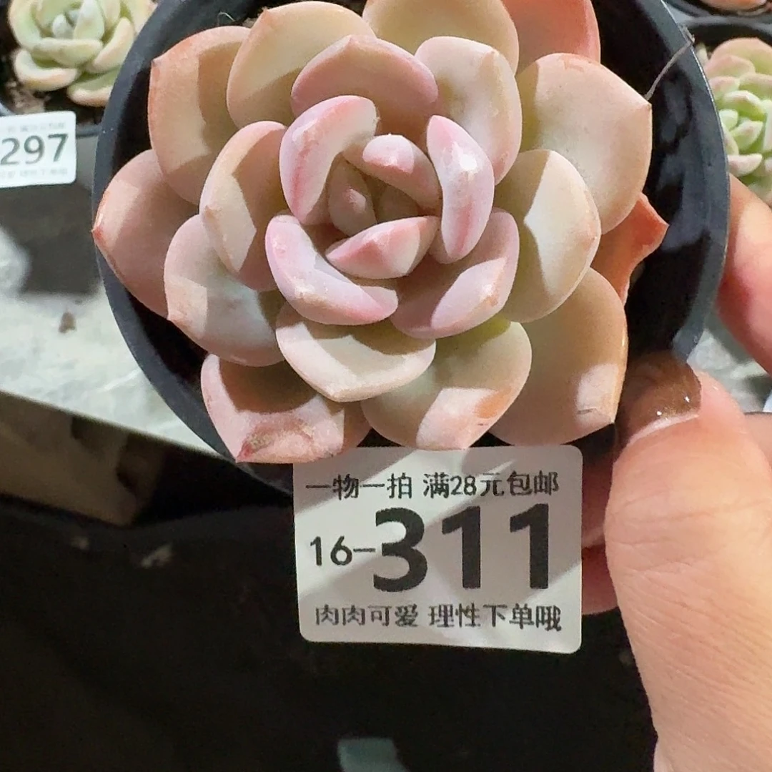 一***鹿泡芙奶茶无盆土发货无