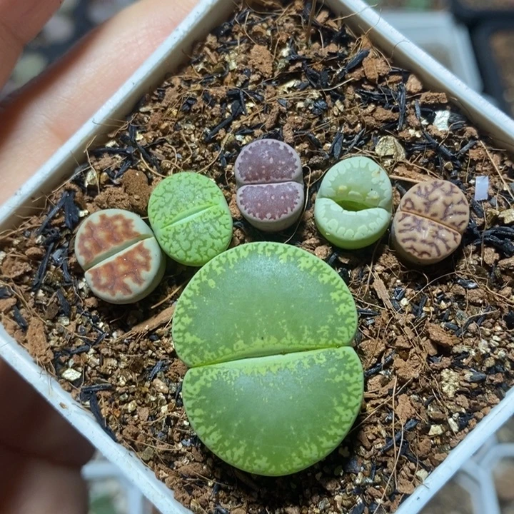 漂亮大脚丫特价秒