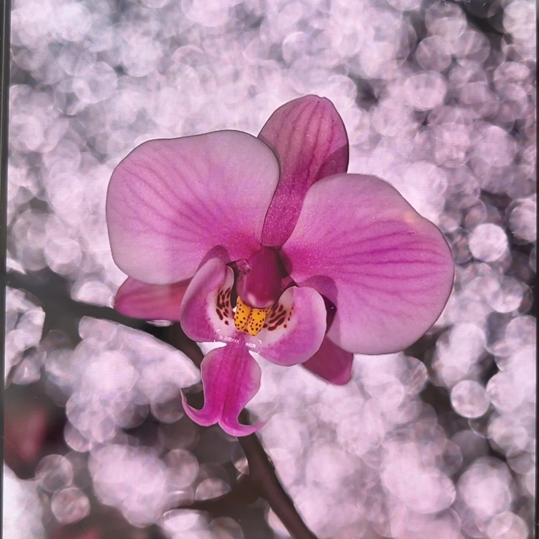 无花朵1.7寸606苗