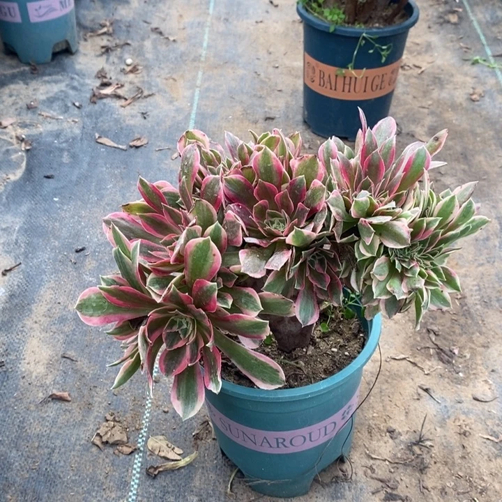 女神缀多肉植物31。