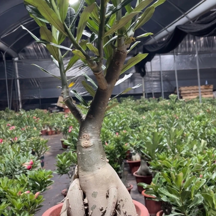 *****完全开放不知名花色