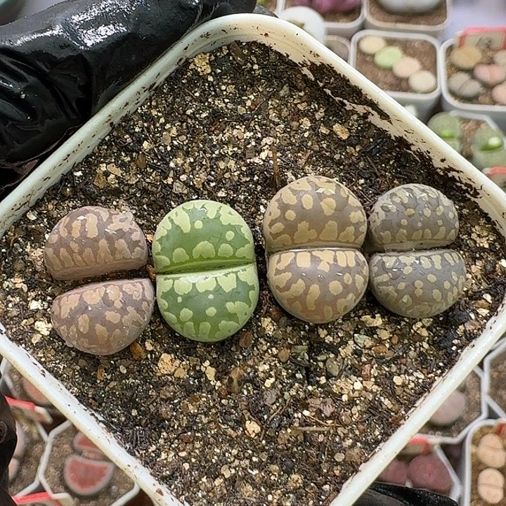 生石花23:：：：。   353号