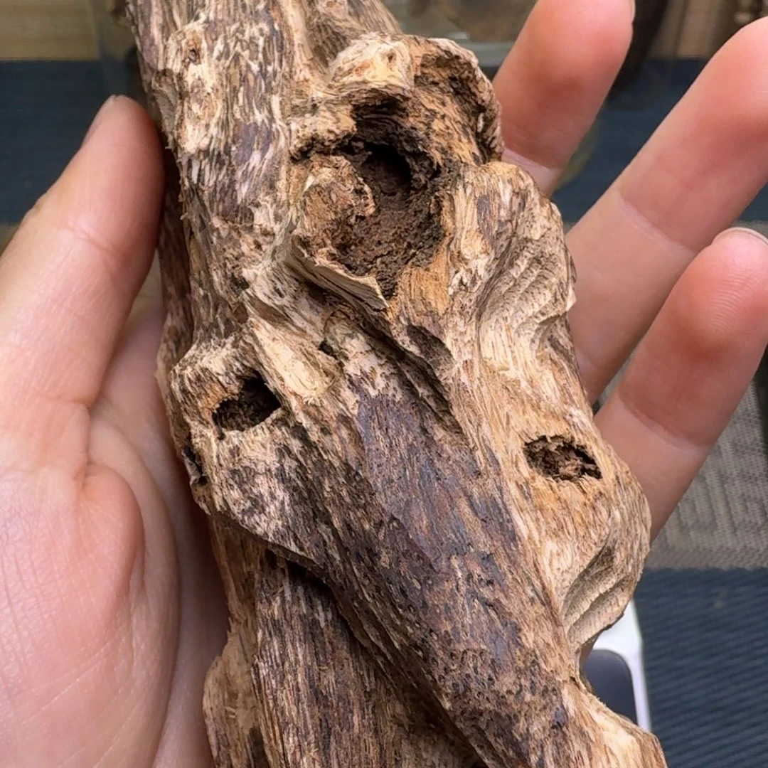 香榧木海南大山虫漏77克下播福利
