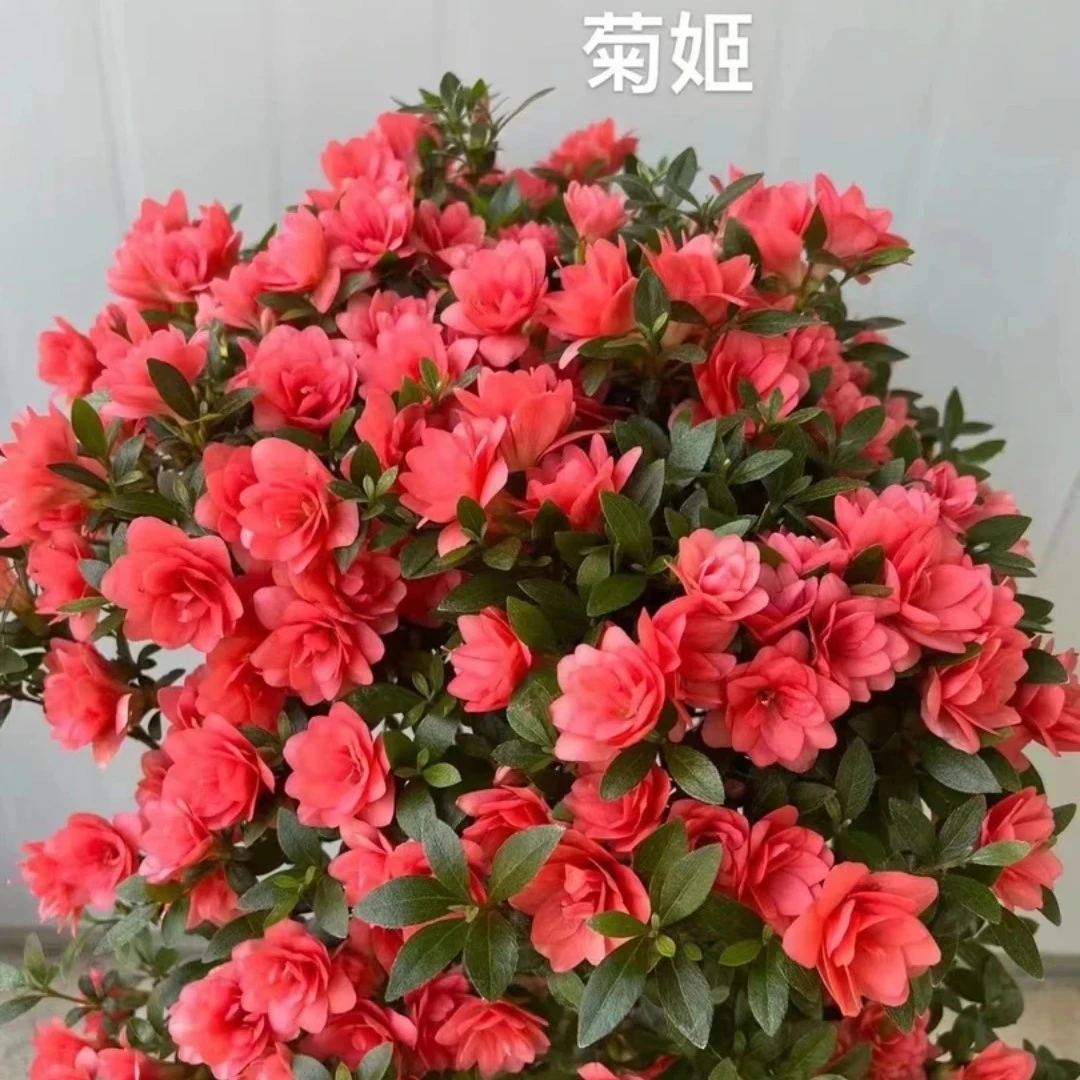 【菊姬】皋月杜鹃花杜鹃花盆栽杜鹃室内外抖音耐寒耐热好养玛格丽特