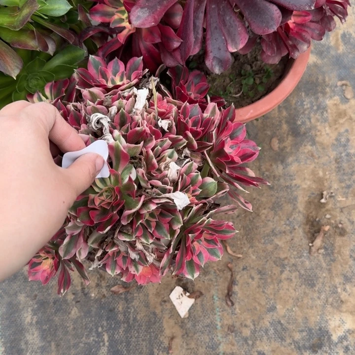 胖***姐一单包邮不包侧枝11