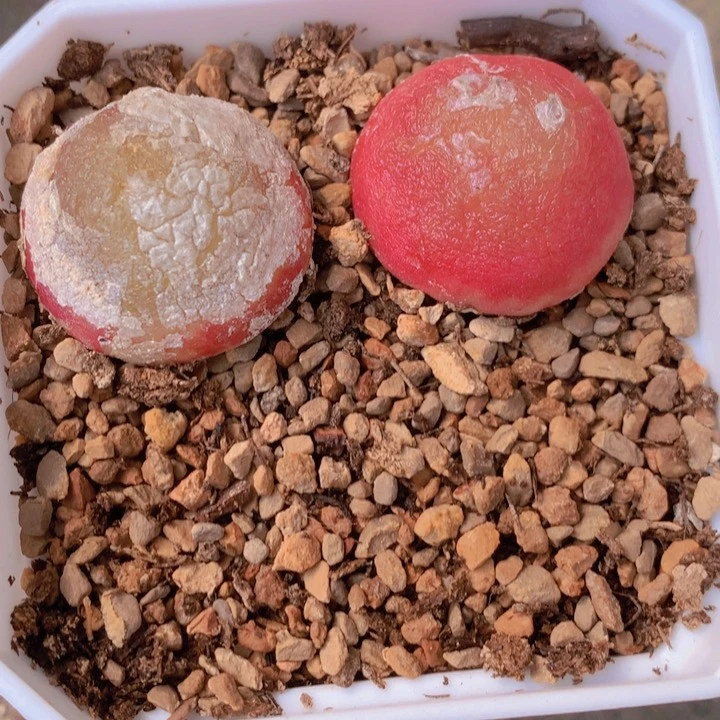 485579686688544586644866865