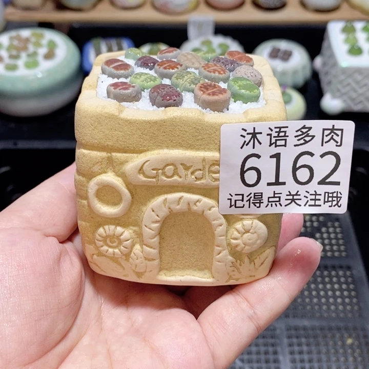 带盆土发货 精美盆栽6162