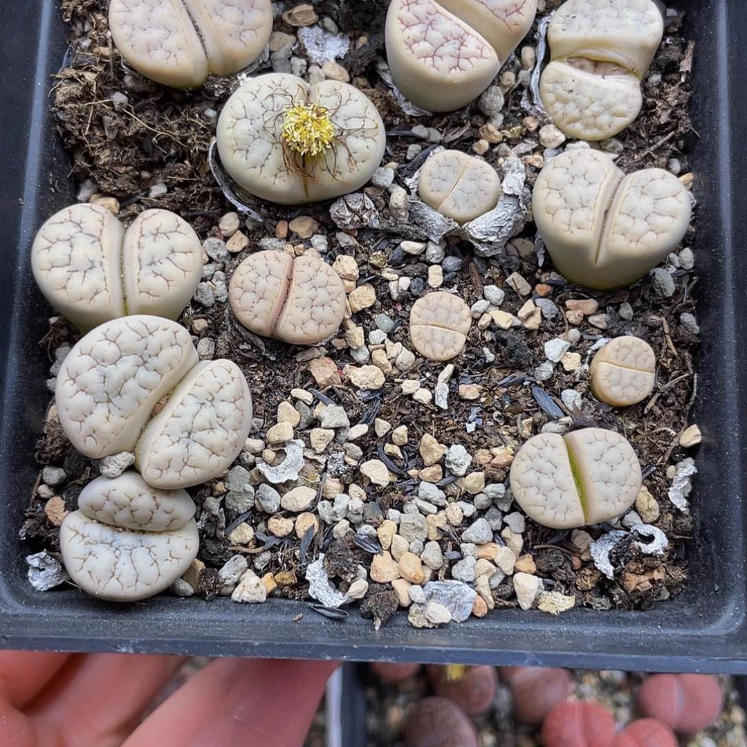 07000000000花花花花花花