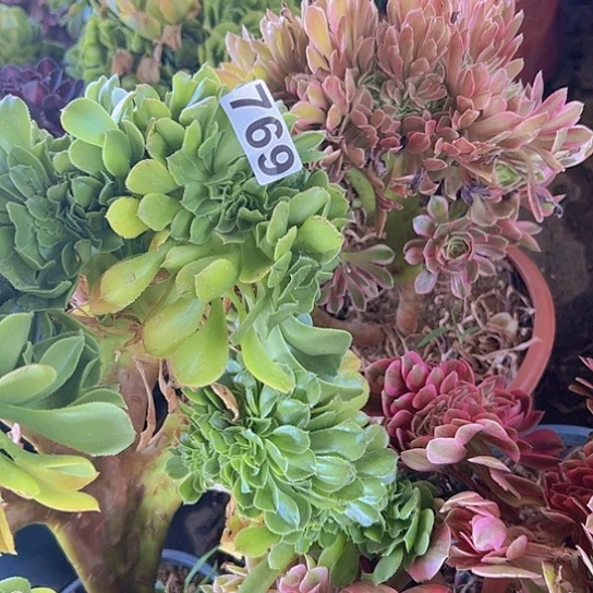 亮***笑多肉植物三个法师