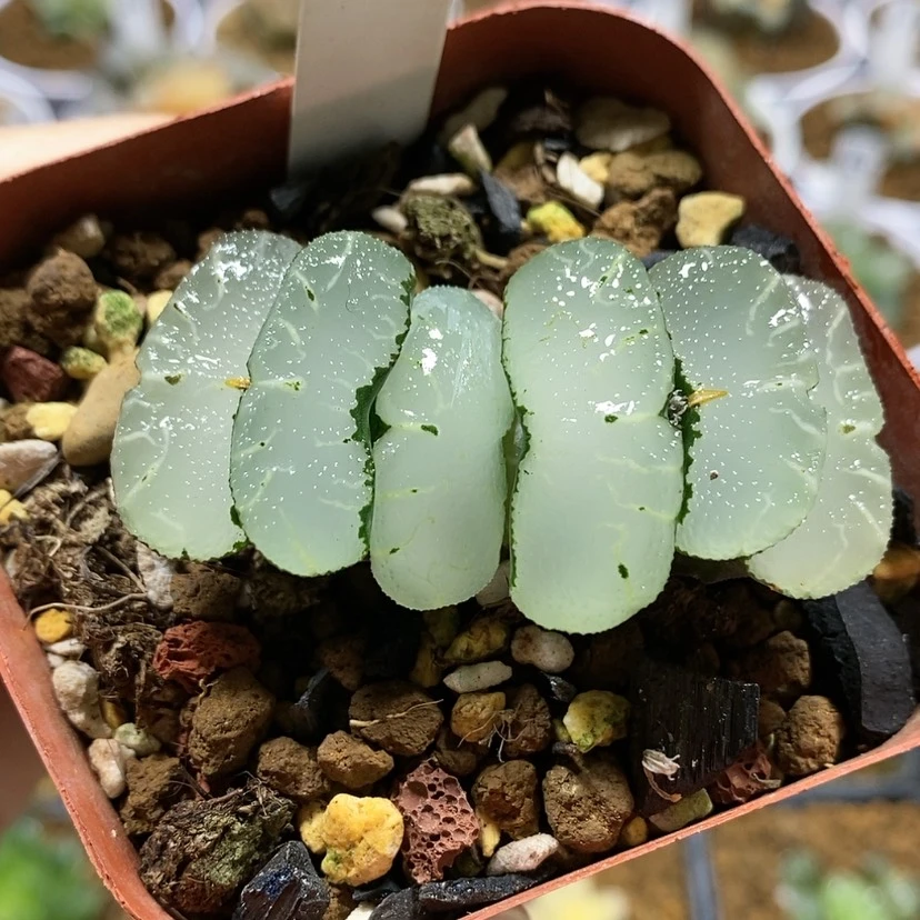 【闪购商品】74旷月玉扇