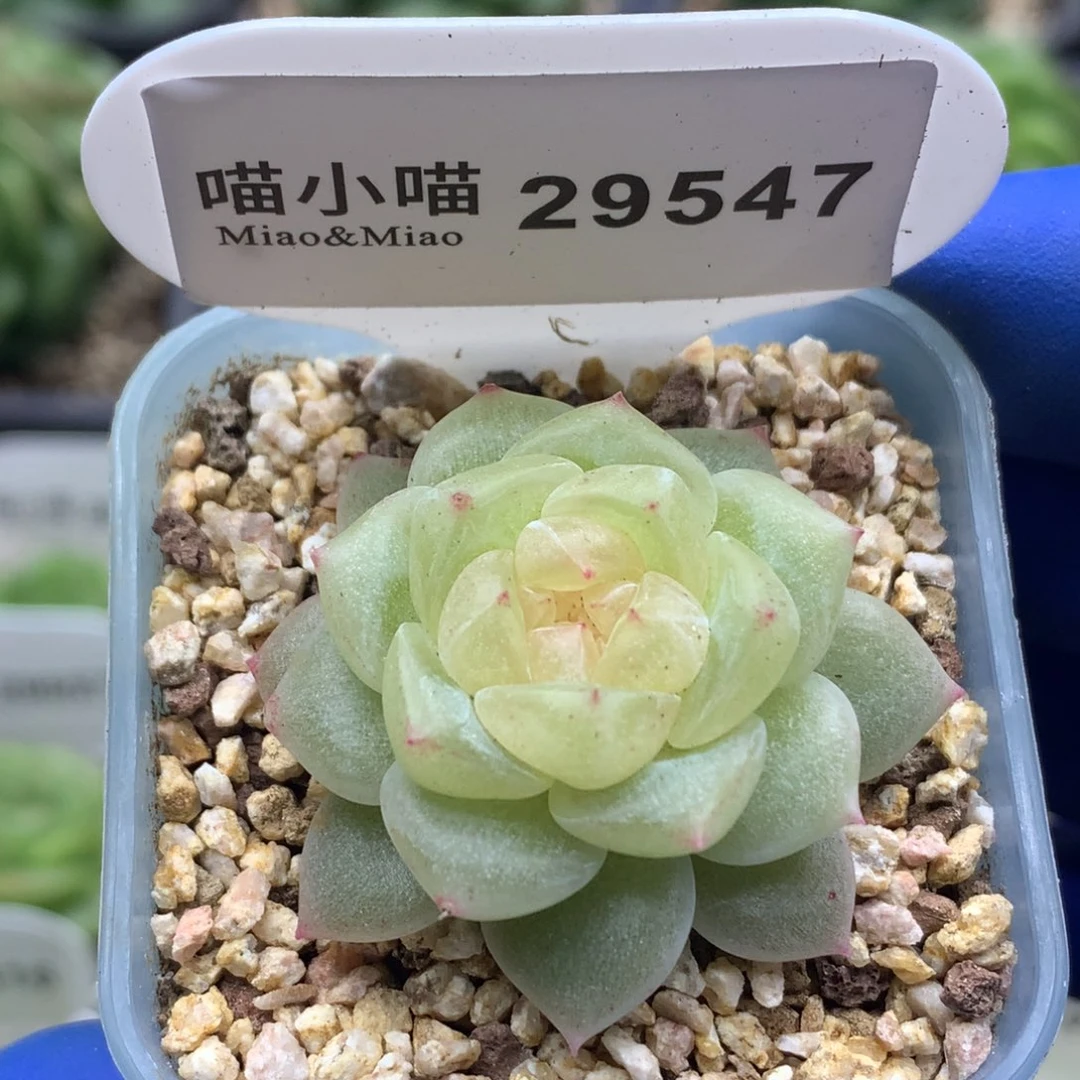 多肉植物杂交珍妮