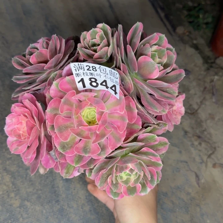 1844女郎多肉植物