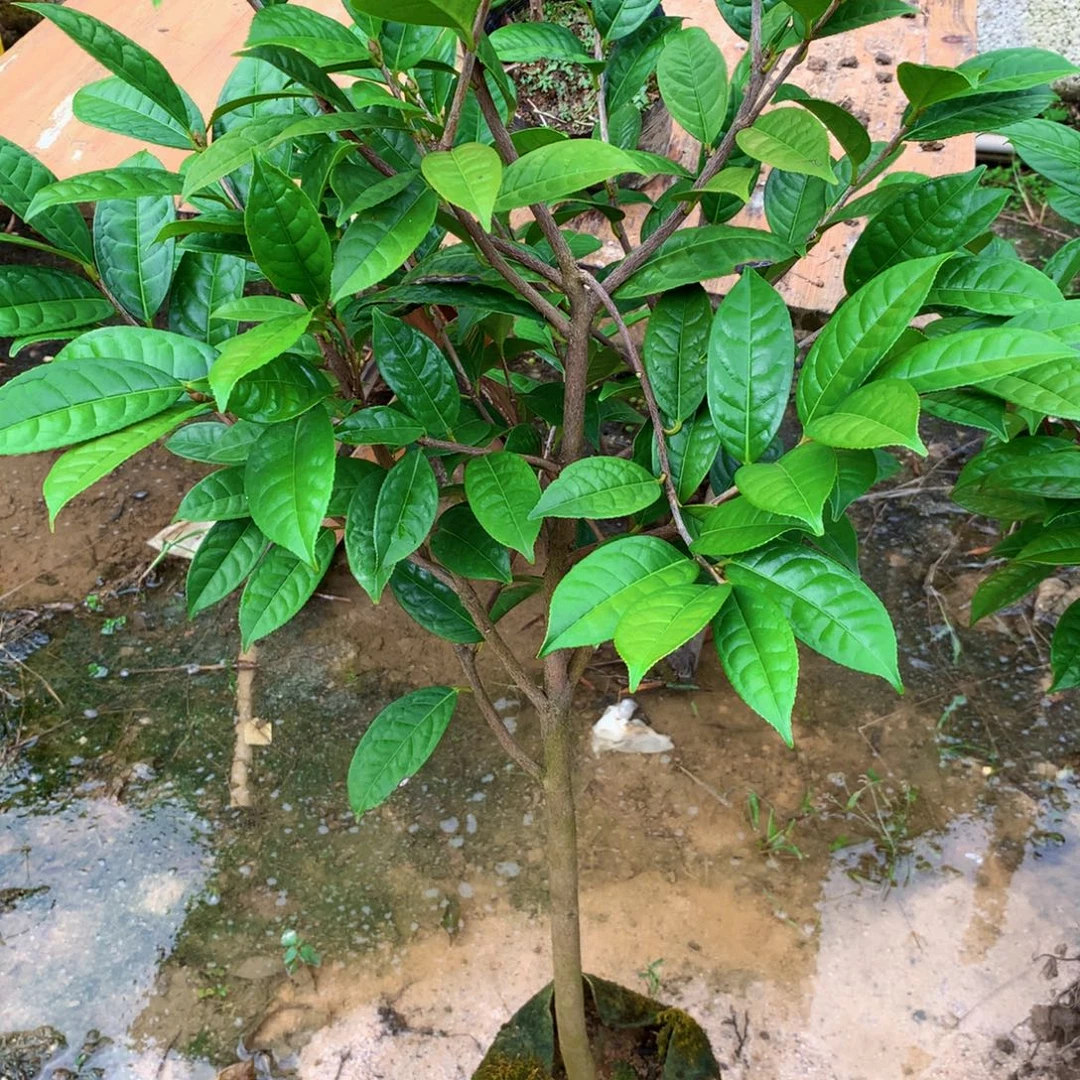 耕***者无花朵小叶金花茶