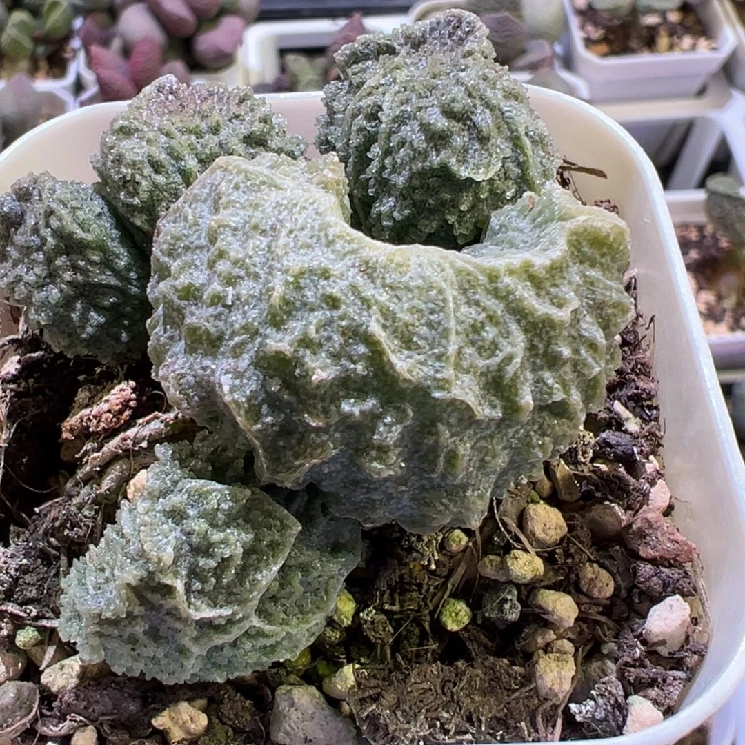 修罗多肉植物水泡