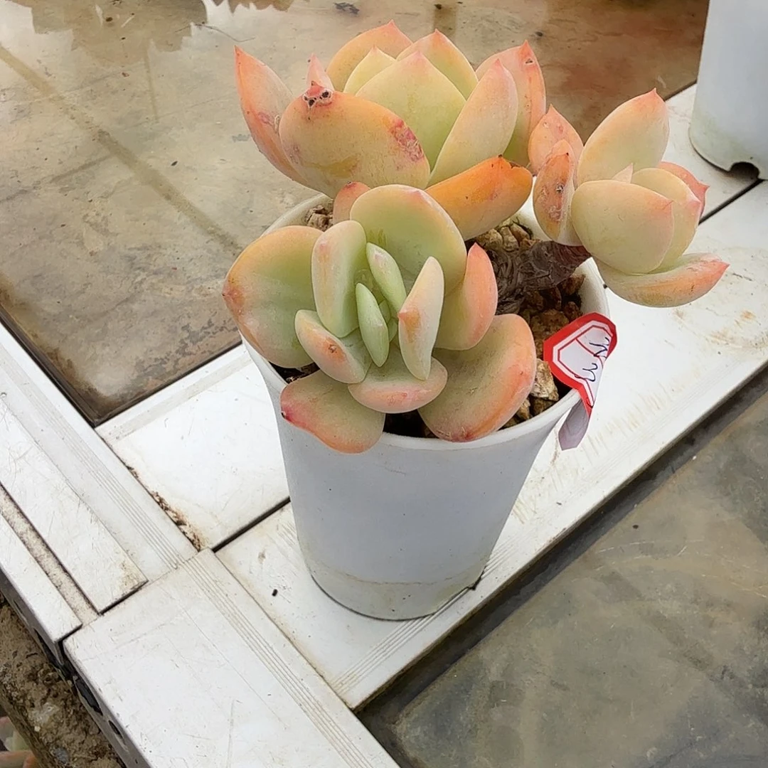 玲***白凤多肉植物一颗
