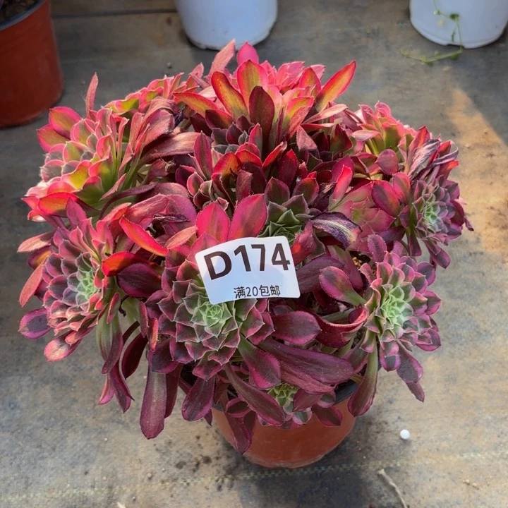 瑞妈多肉植物174天河