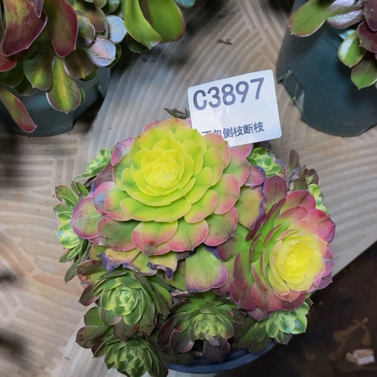 【闪购商品】3897海王多肉