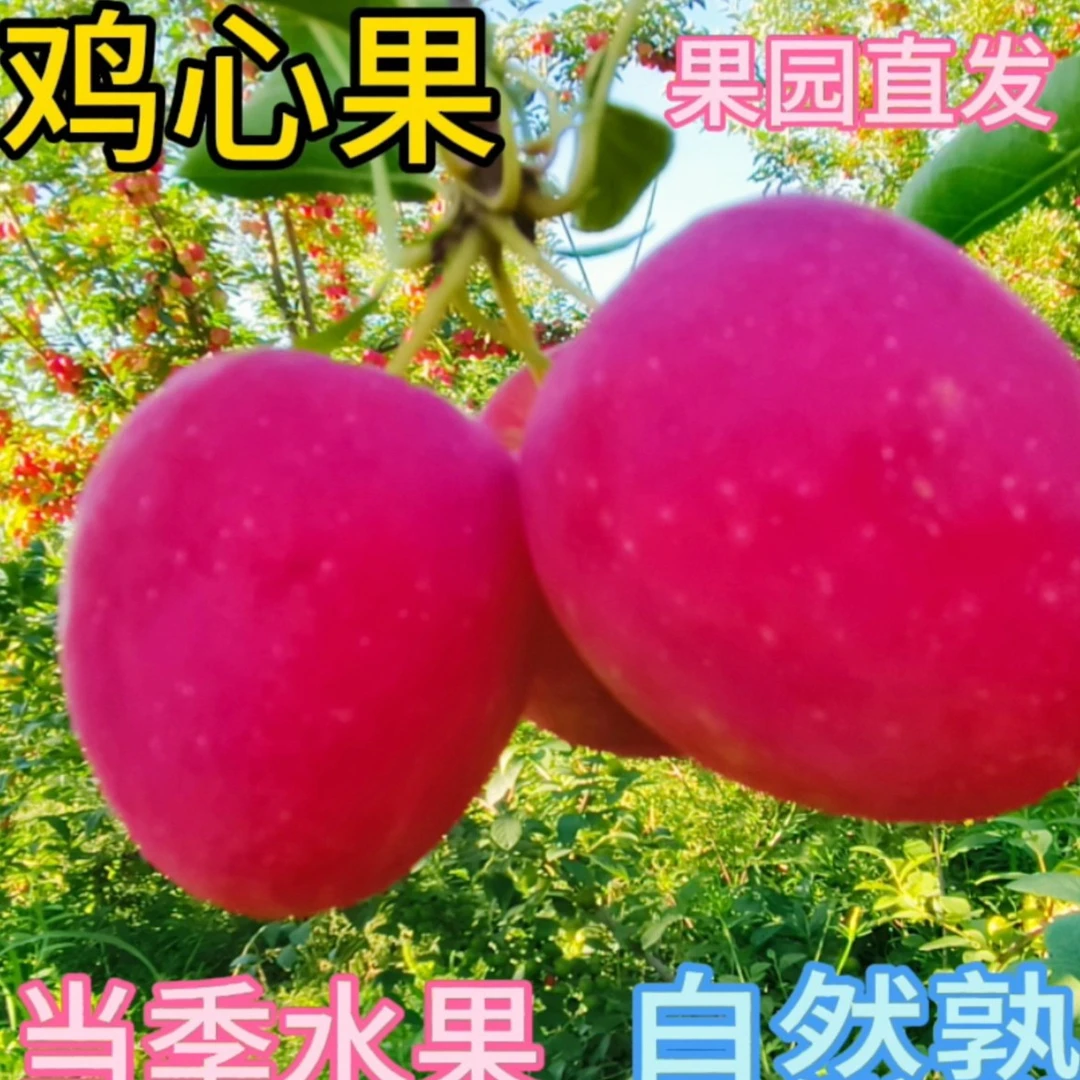 东北特产鸡心果锦绣海棠酸甜多汁新鲜采摘现摘现发