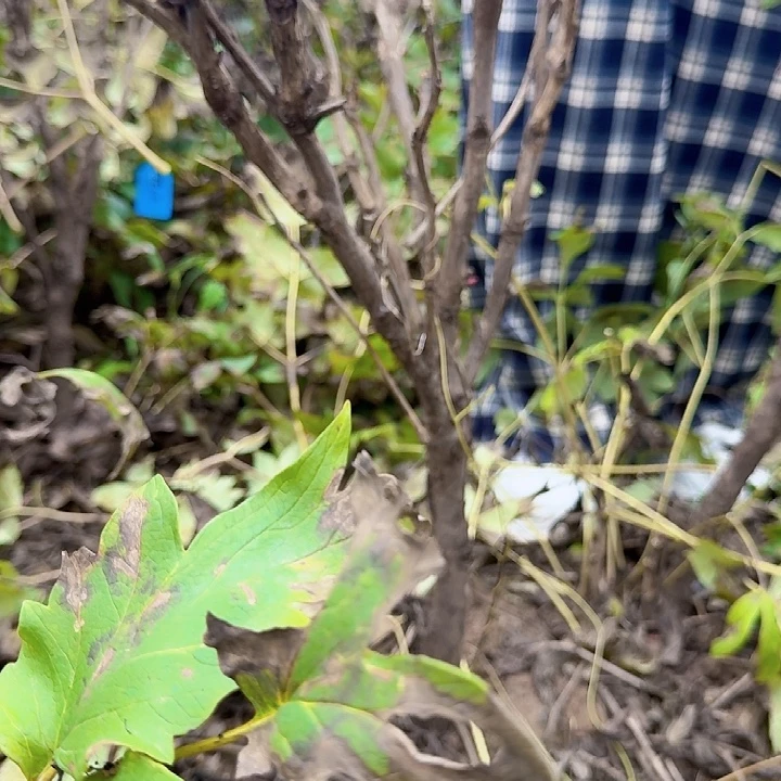 无花朵花王1111111111%11