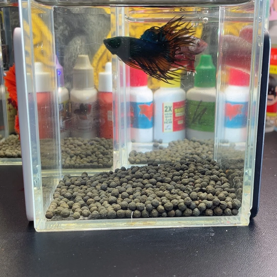 斗鱼19号1014早绿毒