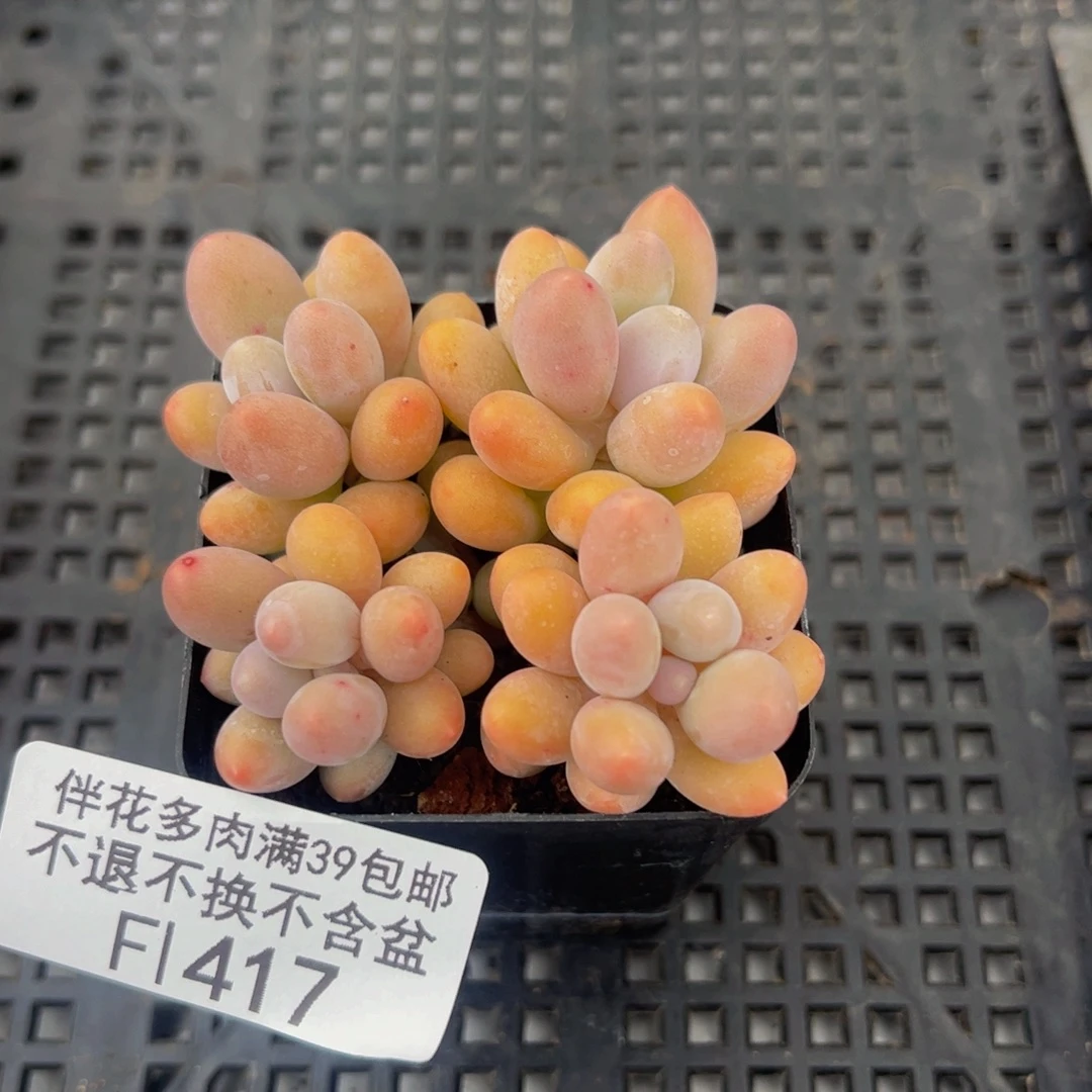 417-香水手指奶酪多肉4cm