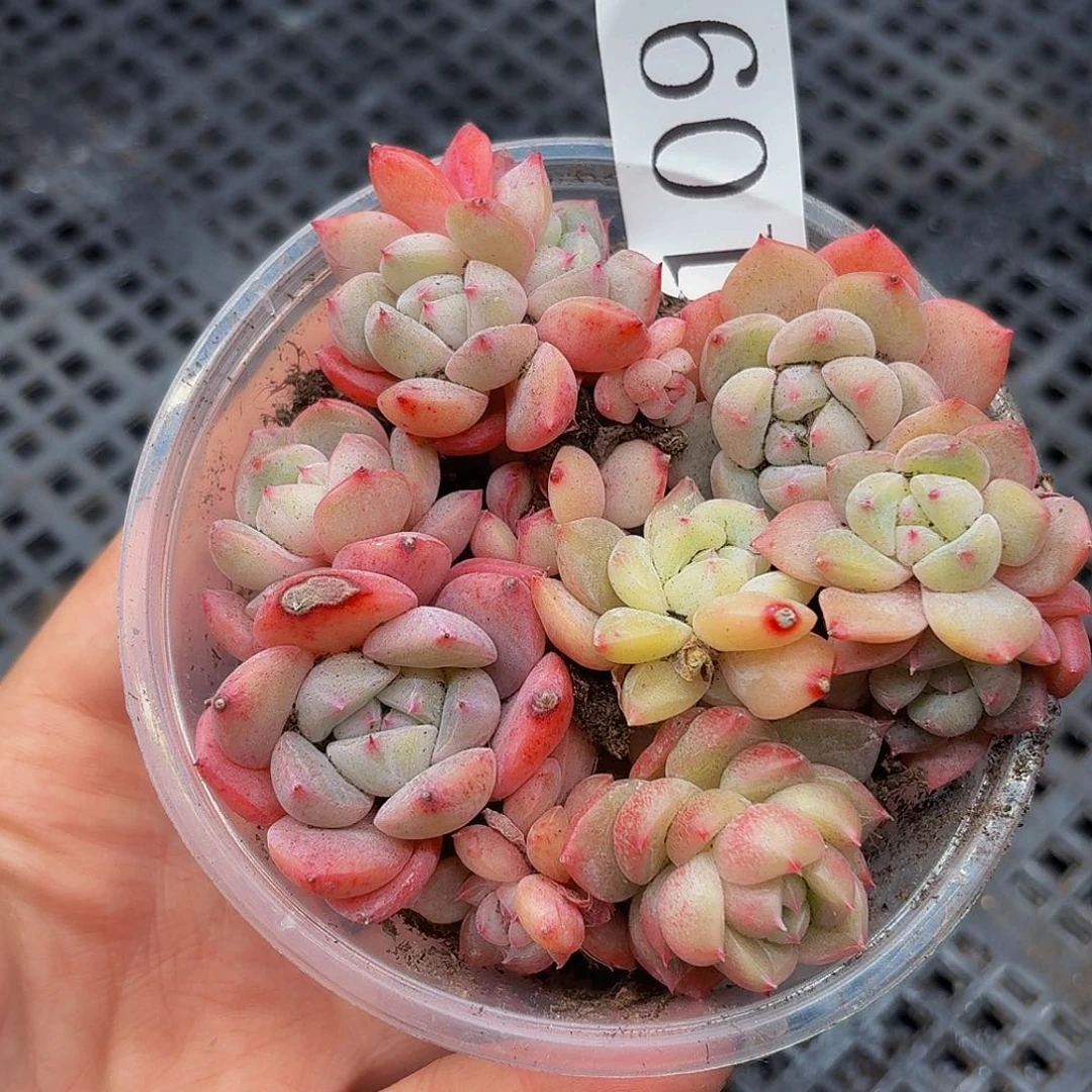 多肉植物多肉植物109